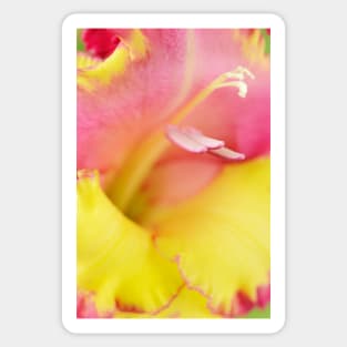 Gladiolus  &#39;Stereo&#39;  Sword lily Sticker